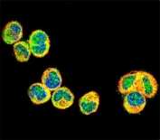 AKT1 Antibody MDA-MB-435 IF. Immunofluorescence testing of AKT1 antibody with MDA-MB435 cells followed by Alexa Fluor 488-conjugated goat anti-rabbit lgG (green). Actin filaments stained red; DAPI nuclear counterstain (blue).