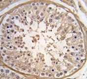 IHC analysis of FFPE human testis tissue stained with PGK2 antibody