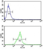 Neprilysin antibody flow cytometry analysis of Ramos cells (green) compared to a (blue). FITC-conjugated goat-anti-rabbit secondary Ab was used for the analysis.