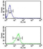 PITX1 Antibody NCI-H460 Cell FACS. Flow cytometry testing of human NCI-H460 lung cancer cells with PITX1 Antibody. Cells were incubated with PITX1 antibody, followed by FITC-conjugated goat anti-rabbit IgG secondary antibody detection. Blue: negative control; Green: PITX1 antibody. PITX1 Antibody / Developmental Transcription Factor Antibody demonstrates increased fluorescence intensity consistent with PITX1 expression and supports studies of pituitary homeobox 1, transcription factor regulation, developmental biology and cancer-associated gene expression pathways.
