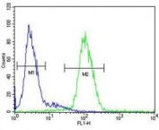 Ceruloplasmin antibody flow cytometric analysis of HepG2 cells (green) compared to a negative control (blue).