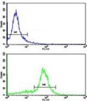 Flow cytometric analysis of WiDr cells using Cytokeratin-18 antibody (bottom histogram) compared to a negative control (top histogram). FITC-conjugated goat-anti-rabbit secondary Ab was used for the analysis.
