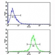 Flow cytometric analysis of WiDr cells using AXL antibody (bottom histogram) compared to a negative control (top histogram). FITC-conjugated goat-anti-rabbit secondary Ab was used for the analysis.