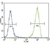 FLT3 Antibody HEK293 Cell FACS. FLT3 antibody flow cytometric analysis of 293 cells (right histogram) compared to a <a href=../search_result.php?search_txt=n1001>negative control</a> (left histogram). FITC-conjugated goat-anti-rabbit secondary Ab was used for the analysis.