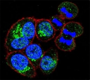 Confocal immunofluorescent analysis of anti-GAPDH antibody with HeLa cells followed by Alexa Fluor 488-conjugated goat anti-rabbit lgG (green). Actin filaments have been labeled with Alexa Fluor 555 Phalloidin (red). DAPI was used as a nuclear counterstain (blue).