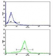 IkB alpha Antibody HeLa FACS. Flow cytometric analysis of HeLa cells using IkB alpha antibody (bottom histogram) compared to a negative control (top histogram). FITC-conjugated goat-anti-rabbit secondary Ab was used for the analysis.