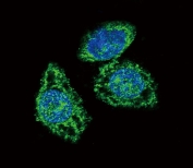 DUSP6 Antibody HeLa Cell Confocal IF. Confocal immunofluorescent analysis of HeLa cells using DUSP6 antibody demonstrates prominent cytoplasmic green fluorescence surrounding DAPI-stained nuclei (blue), consistent with expression of DUSP6. DUSP6 (Dual Specificity Phosphatase 6) is a key negative regulator of ERK/MAPK signaling pathways that functions by dephosphorylating activated ERK proteins and controlling downstream signal transduction. The predominantly cytoplasmic localization observed in HeLa cells is consistent with the established role of DUSP6 in regulating MAPK pathway activity and maintaining signaling homeostasis. Alexa Fluor 488-conjugated goat anti-rabbit IgG was used for signal detection, and nuclei were counterstained with DAPI.