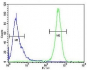 Beclin1 antibody flow cytometric analysis of HeLa cells (right histogram) compared to a negative control (left histogram). FITC-conjugated goat-anti-rabbit secondary Ab was used for the analysis.