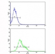 ICAM-1 antibody flow cytometric analysis of K562 cells (bottom histogram) compared to a negative control (top histogram). FITC-conjugated goat-anti-rabbit secondary Ab was used for the analysis.