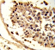 IHC analysis of FFPE human testis tissue stained with CXCR7 antibody