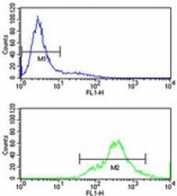 HuR antibody flow cytometry analysis of Jurkat cells (bottom histogram) compared to a negative control (top histogram). FITC-conjugated goat-anti-rabbit secondary Ab was used for the analysis.