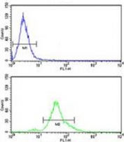 ACP1 antibody flow cytometry analysis of human HeLa cells (bottom histogram) compared to a <a href=../search_result.php?search_txt=n1001>negative control</a> (top histogram). FITC-conjugated goat-anti-rabbit secondary Ab was used for the analysis.
