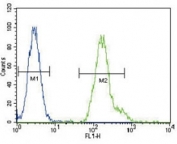 CEBPA antibody flow cytometric analysis of HeLa cells (green) compared to a <a href=../search_result.php?search_txt=n1001>negative control</a> (blue). FITC-conjugated goat-anti-rabbit secondary Ab was used for the analysis.