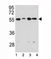 Vimentin antibody western blot analysis in 1) HeLa, 2) U251, 3) A549, and 4) MDA-MB231 lysate