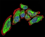 Vimentin Antibody / Neural Cytoskeleton Immunofluorescence Marker Antibody. Immunofluorescence analysis of Vimentin / VIM in human A549 cells demonstrating strong cytoplasmic filamentous staining (green) consistent with neural-associated cytoskeletal network organization. The Vimentin Antibody / Neural Cytoskeleton Immunofluorescence Marker Antibody highlights elongated cell morphology and extensive intermediate filament structures extending throughout the cytoplasm, with clear spatial distinction from actin filaments labeled in red. Nuclei are counterstained with DAPI (blue), supporting high-resolution visualization of cytoskeletal architecture and filament organization in confocal imaging.