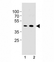 Cyclin B1 antibody western blot analysis in NIH3T3 cell line and mouse spleen tissue lysate. Predicted molecular weight: 48-60 kDa