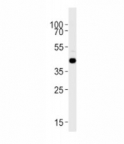 Zebrafish S1pr1 antibody western blot analysis in zebrafish brain tissue lysate.