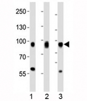 Western blot analysis of lysate from 1) HeLa, 2) PC3, and 3) HT-1080 cell line using CD44 antibody at 1:1000.