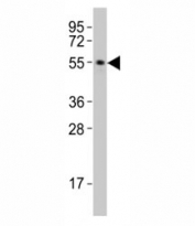 Western blot testing of SMAD3 antibody at 1:2000 dilution + rat brain lysate; Observed molecular weight: 48~55 kDa..