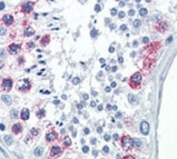 EZH2 Antibody Human Testis Tissue IHC. Immunohistochemistry analysis of FFPE human testis tissue stained with EZH2 antibody.