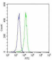 ETS1 Antibody FACS. Intracellular FACS staining of K562 cells with ETS1 antibody (green) and isotype control (blue) at 1:25.