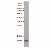 Western blot testing of rat brain lysate with S100 beta antibody at 1:500 diluted. Predicted molecular weight ~11 kDa.