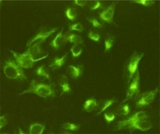 Vimentin Antibody HeLa Cell IF. Immunofluorescence staining of HeLa cells, fixed with 4% Paraformaldehyde, using Vimentin antibody at 1:800.