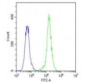 Flow cytometry testing of fixed human A549 cells with Factor XIIIa antibody; Blue=isotype control, Green= Factor XIIIa antibody.