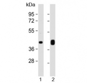Western blot testing of 1) human heart and 2) human skeletal muscle lysate with C-Terminal Region PD-L1 antibody at 1:1000. Predicted molecular weight: 34-70 kDa depending on glycosylation level.