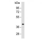 Western blot testing of human heart lysate with C-Terminal Region PD-L1 antibody at 1:1000. Predicted molecular weight: 34-70 kDa depending on glycosylation level.