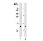 Western blot testing of human 1) kidney and 2) pancreas lysate with REG3G antibody. Expected molecular weight: 15-19 kDa.