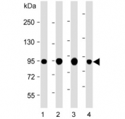 VIL1 Antibody for WB. Western blot analysis of Villin-1 (VIL1) protein expression in multiple epithelial-derived lysates using a rabbit polyclonal antibody. Lane 1: human HT-29 lysate, Lane 2: human HepG2 lysate, Lane 3: human COLO205 lysate, Lane 4: mouse colon lysate. A band is detected at approximately 93 kDa using the Villin Western Blot Antibody, consistent with the predicted molecular weight of Villin-1 / VIL1. This banding pattern aligns with the known enrichment of Villin in epithelial cells and supports its role as a brush border cytoskeletal marker commonly detected in western blot analysis of intestinal and epithelial-derived samples.