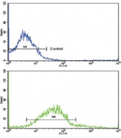 Flow cytometry testing of fixed and permeabilized human K562 cells with ADH5 antibody; Blue=isotype control, Green=  antibody.