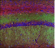 Synaptophysin Antibody for Immunofluorescence. Immunofluorescence staining of mouse brain tissue shows widespread punctate green fluorescence corresponding to Synaptophysin (SYP) localization in presynaptic vesicles throughout neuronal layers of the brain. Fluorescent signal highlights dense synaptic vesicle clusters distributed within neuronal neuropil and surrounding neuronal cell bodies, consistent with Synaptophysin's role as a presynaptic vesicle membrane protein. DAPI counterstain (blue) marks cell nuclei within the layered brain tissue architecture. This rabbit polyclonal Synaptophysin antibody was used to visualize synaptic vesicle protein distribution in neuronal tissue by fluorescence microscopy.