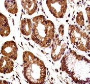 Catenin Beta Antibody Human Stomach Tissue Immunohistochemistry. IHC testing of FFPE human stomach tissue with Catenin Beta antibody. HIER: steam section in pH6 citrate buffer for 20 min and allow to cool prior to staining.