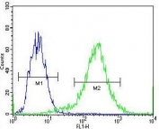 Catenin Beta Antibody. Flow cytometry testing of fixed and permeabilized human 293 cells with Catenin Beta antibody; Blue=isotype control, Green= Catenin Beta antibody.