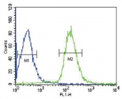 Albumin Antibody HepG2 FACS. Flow cytometry testing of human HepG2 cells with Albumin antibody; Blue=isotype control, Green= Albumin antibody.