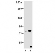 Western blot testing of 1) mouse liver and 2) rat liver lysate with ZBTB24 antibody. Predicted molecular weight ~78 kDa.