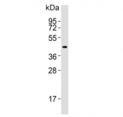 IDO2 Antibody Human Kidney WB. Western blot testing of human kidney lysate with IDO2 antibody. Predicted molecular weight ~47 kDa.