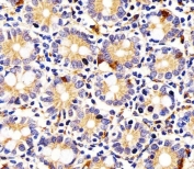 IDO2 Antibody Human Small Intestine IHC. Immunohistochemistry testing of FFPE human small intestine tissue with IDO2 antibody. HIER: steam section in pH6 citrate buffer for 20 min and allow to cool prior to staining.