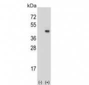 Western blot testing of 1) non-transfected and 2) transfected 293 cell lysate with Synaptophysin antibody. 