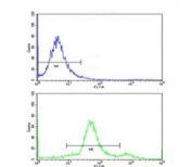 Flow cytometry testing of human WiDr cells with YWHAG antibody; Blue=isotype control, Green= YWHAG antibody.