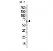 Western blot testing of mouse brain lysate with GRK5 antibody. Predicted molecular weight ~68 kDa.