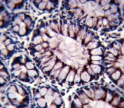 IHC testing of FFPE human colon tissue with PIGR antibody. HIER: steam section in pH6 citrate buffer for 20 min and allow to cool prior to staining.