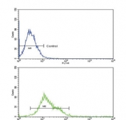 ALOX12 Antibody K562 Cell FACS. Flow cytometric analysis of human K562 cells stained with ALOX12 antibody. Blue: isotype control. Green: ALOX12 antibody. The rightward shift of the antibody-stained population relative to the isotype control demonstrates specific detection of 12S-Lipoxygenase (ALOX12), a lipid peroxidation enzyme that catalyzes arachidonic acid metabolism and generates bioactive lipid mediators involved in inflammatory signaling, oxidative stress, ferroptosis, and regulation of cellular responses.