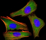 IRF3 Antibody HeLa IF. Immunofluorescent staining of fixed and permeabilized human HeLa cells with IRF3 antibody (green), DAPI nuclear stain (blue) and anti-Actin (red).
