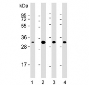 Western blot testing of human 1) A549, 2) K562, 3) HeLa and 4) mouse NIH 3T3 cell lysate with CDK5 antibody. Predicted molecular weight ~33 kDa.