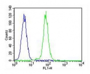 Flow cytometry testing of fixed and permeabilized human K562 cells with CDK5 antibody; Blue=isotype control, Green= CDK5 antibody.