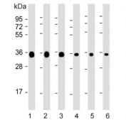 Western blot testing of 1) human HeLa, 2) human Jurkat, 3) human A549, 4) rat C6, 5) mouse NIH 3T3 and 6) mouse brain lysate with GAPDH antibody. Predicted molecular weight ~36 kDa.