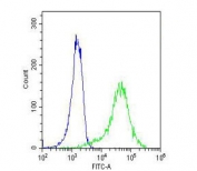 Flow cytometry testing of fixed and permeabilized human A431 cells with Myosin 18B antibody; Blue=isotype control, Green= Myosin 18B antibody.